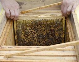 l'ape alata vola lentamente verso l'apicoltore raccoglie il nettare sull'apiario privato foto