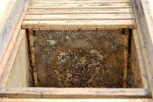 l'ape alata vola lentamente all'alveare raccoglie il nettare sull'apiario privato private foto