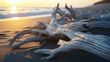 Driftwood su un' spiaggia a tramonto ai generato foto