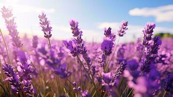 un' vivace lavanda campo con il sole ambientazione nel il sfondo ai generato foto