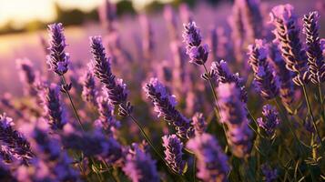 un' vivace campo di lavanda fiori crogiolarsi nel il d'oro luce del sole ai generato foto