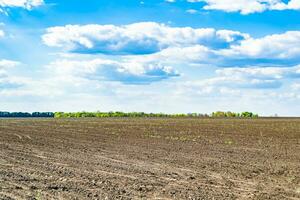 fotografia su tema grande vuoto azienda agricola campo per biologico raccogliere foto