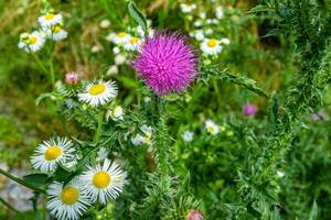 bellissimo in crescita fiore radice bardana cardo su sfondo prato foto