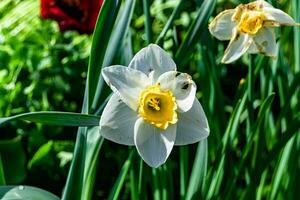 fiore di bellezza selvaggia con nettare che fiorisce nella campagna del campo foto