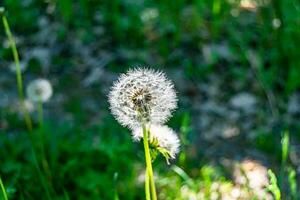 bellissimo selvaggio in crescita fiore seme dente di leone su sfondo prato foto