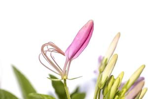 Immagine ravvicinata di bocciolo di fiore rosa su sfondo bianco