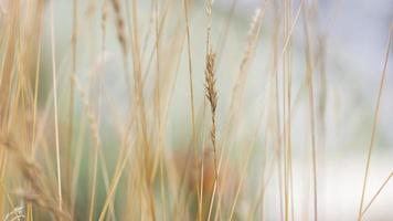 Immagine ravvicinata di erba secca alta con messa a fuoco selettiva foto