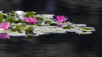 fiori di ninfea rosa nel lago giardino foto