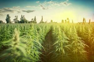 marijuana fioritura impianti natura di azienda agricola campo con verde. neurale Rete ai generato foto