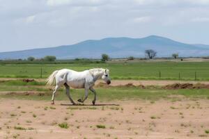 giovane Marrone cavallo al galoppo, salto su il campo su un' neutro sfondo. neurale Rete ai generato foto