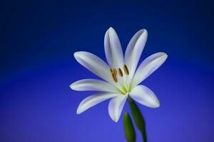 fresco lilla fiorire bellissimo viola fiori. neurale Rete ai generato foto