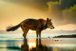 un' lupo sta su il spiaggia a tramonto. ai-generato foto