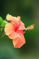 bellissimo fioritura fiore nel giardino foto