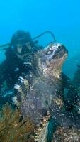 un' tuffatore prende un' foto con un' grande lucertola nel il mare