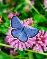 delicato farfalla tra fioritura fiori vivace fiore e farfalla nel della natura bellezza, in mostra delicato particolari. foto