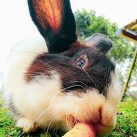 avvicinamento ritratto di un' coniglio mangiare carote, adorabili coniglietto - avvicinamento di un' carino, soffice domestico coniglio soffice domestico coniglio con adorabile testa, Perfetto per animale temi. foto