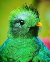 piumato natura nel lussureggiante verdura vivace uccello in mezzo lussureggiante verde, in mostra travolgente piume e ben definito becco. foto