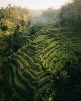 infinito strati di riso i campi nel Bali, Indonesia foto