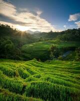 silenzioso mattina a un' verde tè piantagione, a il piede di montare legge, Indonesia foto