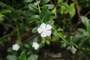 fresco bianca fioritura fiore nel della natura biologico bellezza travolgente avvicinamento di un' bianca fiore, in mostra della natura biologico bellezza. foto