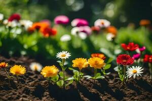 molti diverso colorato fiori in crescita nel il sporco. ai-generato foto