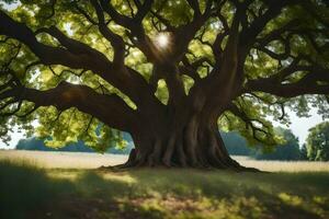 il sole brilla attraverso il tronco di un vecchio quercia albero. ai-generato foto