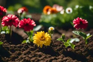 colorato fiori in crescita nel il sporco. ai-generato foto