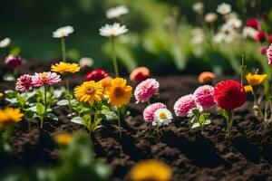 molti diverso colorato fiori siamo in crescita nel il sporco. ai-generato foto