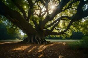 il sole brilla attraverso il rami di un' grande albero. ai-generato foto