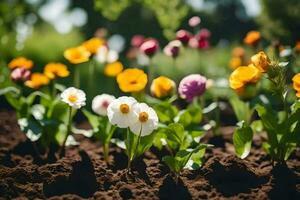 molti diverso colorato fiori siamo in crescita nel il sporco. ai-generato foto