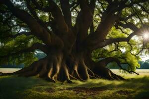 il sole brilla attraverso il tronco di un vecchio quercia albero. ai-generato foto