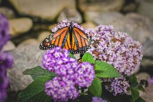 farfalla monarca su arbusto in giardino fiorito