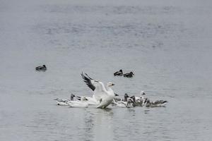 oca in un gruppo di oche sull'acqua con le ali spiegate foto