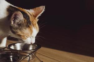 gatto tricolore affamato mangia cibo secco foto