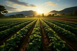 bellissimo Visualizza di un' tè campo piantagione, vigneto azienda agricola o fragola giardino nel il verde colline a Alba concetto di ai generato foto