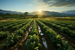 bellissimo Visualizza di un' tè campo piantagione, vigneto azienda agricola o fragola giardino nel il verde colline a Alba concetto di ai generato foto