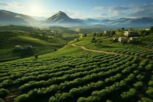 bellissimo Visualizza di un' tè campo piantagione, vigneto azienda agricola o fragola giardino nel il verde colline a Alba concetto di ai generato foto