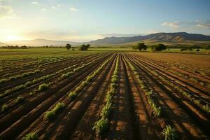 bellissimo Visualizza di un' tè campo piantagione, vigneto azienda agricola o fragola giardino nel il verde colline a Alba concetto di ai generato foto