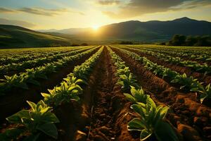 bellissimo Visualizza di un' tè campo piantagione, vigneto azienda agricola o fragola giardino nel il verde colline a Alba concetto di ai generato foto