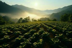 bellissimo Visualizza di un' tè campo piantagione, vigneto azienda agricola o fragola giardino nel il verde colline a Alba concetto di ai generato foto