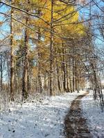 sentiero nel bosco nella neve. foto