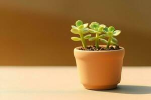 in vaso succulento pianta gasteria o piccolo cactus con copia spazio. casa giardinaggio e minimalista pianta concetto di ai generato foto