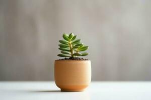 in vaso succulento pianta gasteria o piccolo cactus con copia spazio. casa giardinaggio e minimalista pianta concetto di ai generato foto