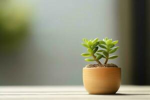 in vaso succulento pianta gasteria o piccolo cactus con copia spazio. casa giardinaggio e minimalista pianta concetto di ai generato foto