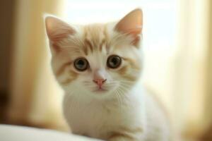 carino piccolo soffice gattino con bellissimo occhi è seduta o riposo. Britannico capelli corti. gatto giorno concetto di ai generato foto