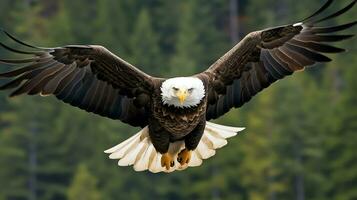 aquila liberamente volante sotto il luce del sole e blu cielo. predatore uccello a caccia nel safari est Africa concetto di ai generato foto