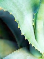 primo piano, spina e dettaglio della pianta succulenta sulle foglie della pianta dell'agave