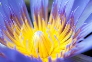 petalo azzurro e polline giallo di ninfea foto