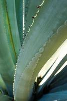 primo piano, spina e dettaglio della pianta succulenta sulle foglie della pianta dell'agave foto