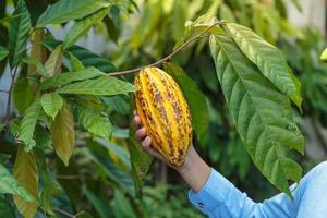 baccelli di cacao fresco nelle mani dei contadini foto